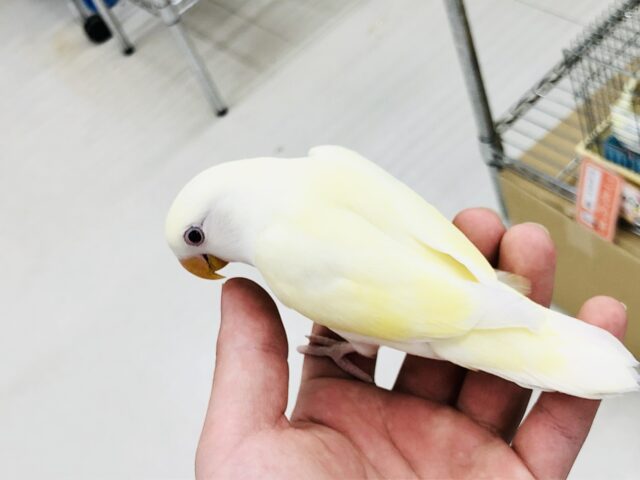 【最新画像更新☆☆】クリ〜ミ〜なカラーがやってきました〜 コザクラインコ コザクラインコ(小桜インコ)