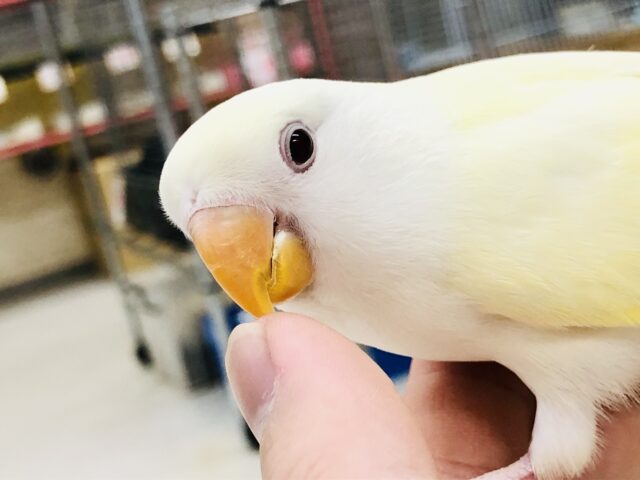 コザクラインコ（小桜インコ）
