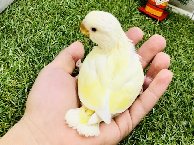 【最新画像更新☆☆】クリ〜ミ〜なカラーがやってきました〜 コザクラインコ コザクラインコ(小桜インコ)