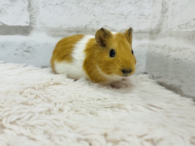 【動画更新🪄】ぷいぷいもるかー🐹キュートフェイス♡イングリッシュモルモット(男の子) イングリッシュモルモット