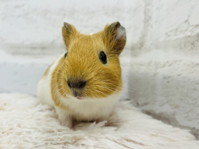 【動画更新🪄】ぷいぷいもるかー🐹キュートフェイス♡イングリッシュモルモット(男の子) イングリッシュモルモット