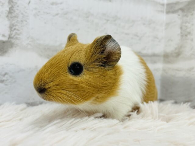 【動画更新🪄】ぷいぷいもるかー🐹キュートフェイス♡イングリッシュモルモット(男の子) イングリッシュモルモット