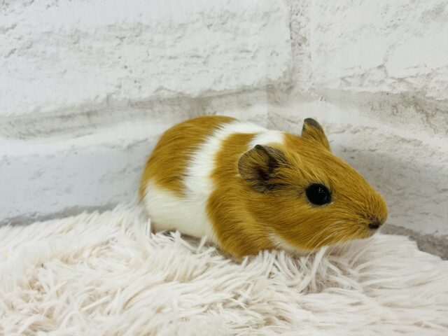 【動画更新🪄】ぷいぷいもるかー🐹キュートフェイス♡イングリッシュモルモット(男の子) イングリッシュモルモット