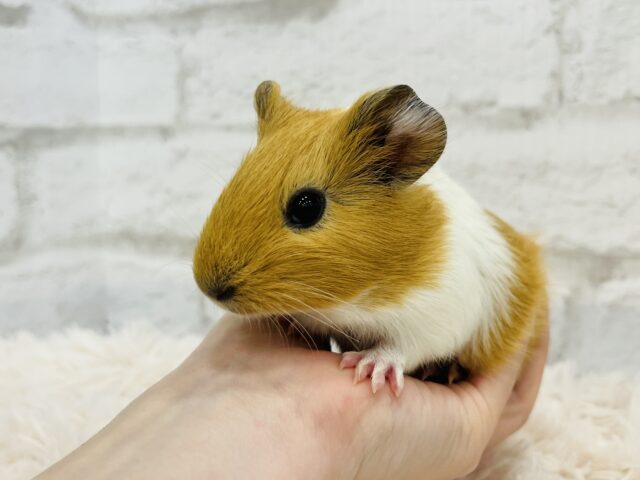 【動画更新🪄】ぷいぷいもるかー🐹キュートフェイス♡イングリッシュモルモット(男の子) イングリッシュモルモット