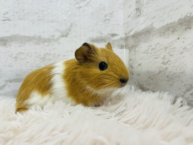 【動画更新🪄】ぷいぷいもるかー🐹キュートフェイス♡イングリッシュモルモット(男の子) イングリッシュモルモット