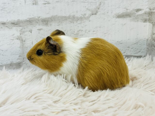 【動画更新🪄】ぷいぷいもるかー🐹キュートフェイス♡イングリッシュモルモット(男の子) イングリッシュモルモット