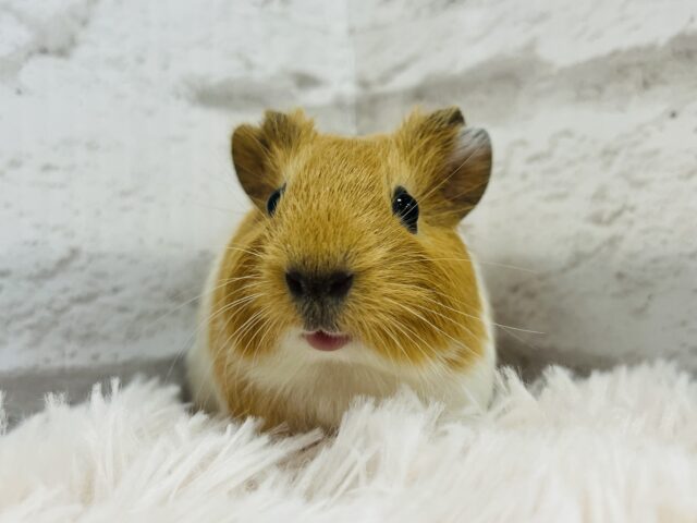 【動画更新🪄】ぷいぷいもるかー🐹キュートフェイス♡イングリッシュモルモット(男の子) イングリッシュモルモット