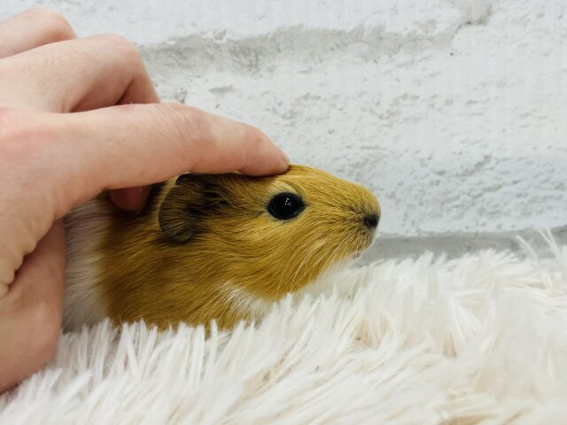 【動画更新🪄】ぷいぷいもるかー🐹キュートフェイス♡イングリッシュモルモット(男の子) イングリッシュモルモット