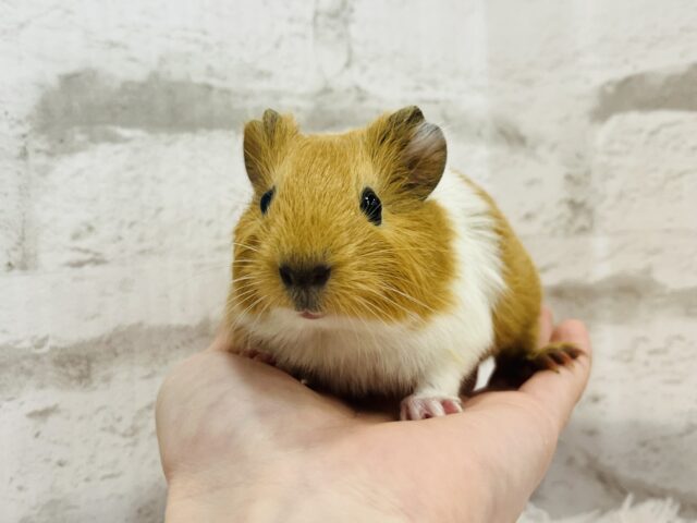 【動画更新🪄】ぷいぷいもるかー🐹キュートフェイス♡イングリッシュモルモット(男の子) イングリッシュモルモット