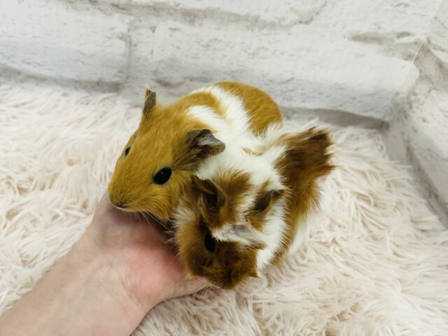 【動画更新🪄】ぷいぷいもるかー🐹キュートフェイス♡イングリッシュモルモット(男の子) イングリッシュモルモット