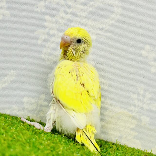 【最新画像更新☆☆】優しいレモンケーキ?? セキセイインコ セキセイインコ