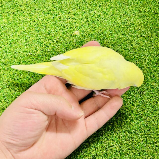 【最新画像更新☆☆】優しいレモンケーキ?? セキセイインコ セキセイインコ