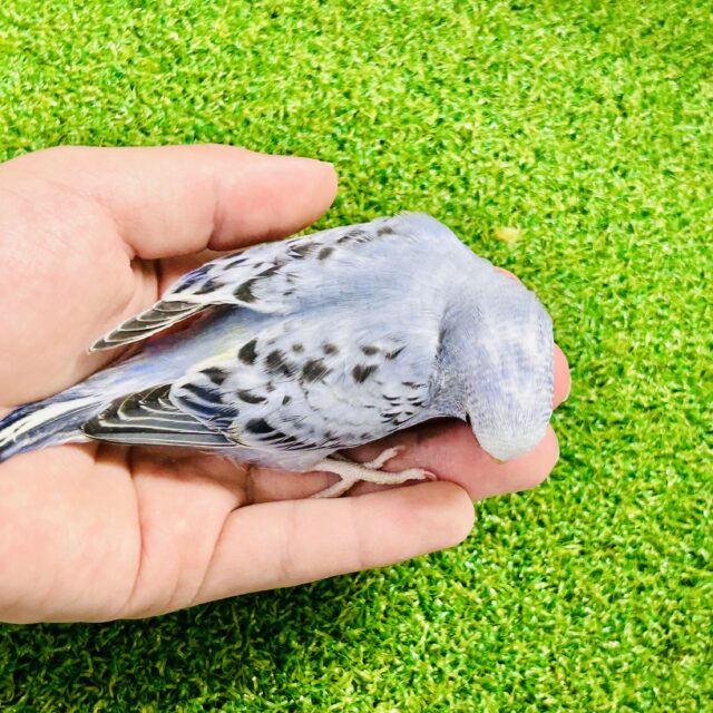【最新画像更新☆☆】シックな大人カラーにメロメロ?? セキセイインコ セキセイインコ