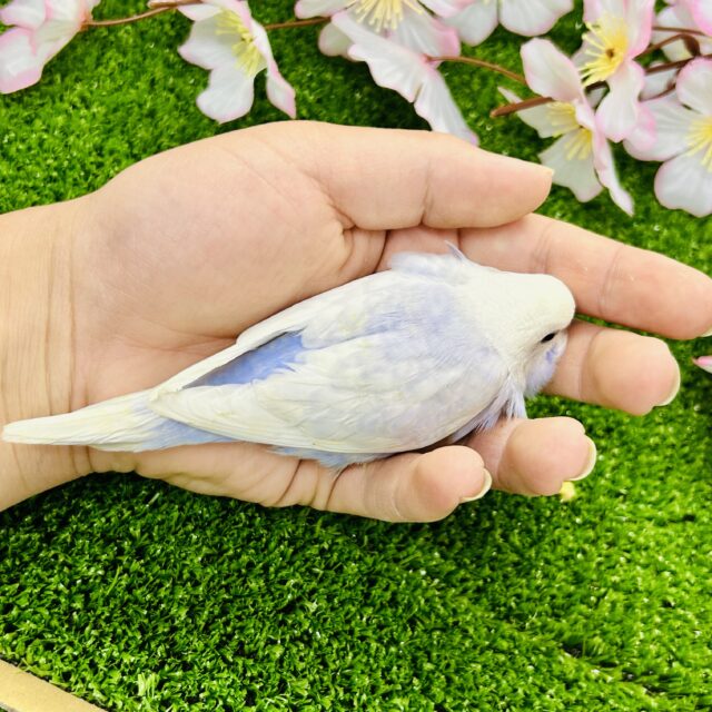 薄っすら上品カラー・・・ セキセイインコ セキセイインコ