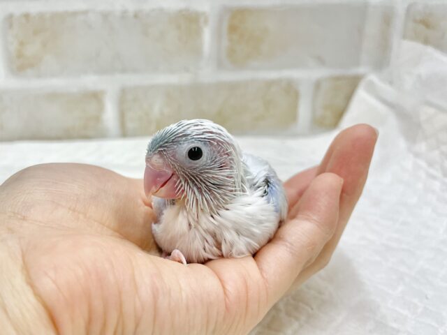 最新画像あり⭐️動画あり⭐︎人気カラー🩵マメルリハインコ(アメリカンホワイト) マメルリハ