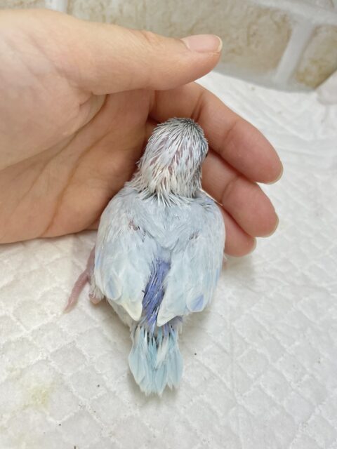 最新画像あり⭐️動画あり⭐︎人気カラー🩵マメルリハインコ(アメリカンホワイト) マメルリハ