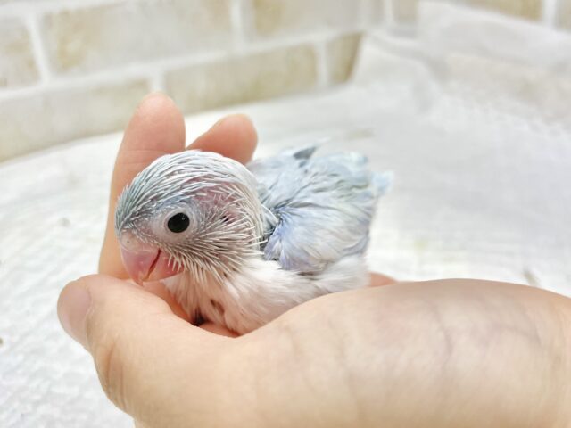 マメルリハ