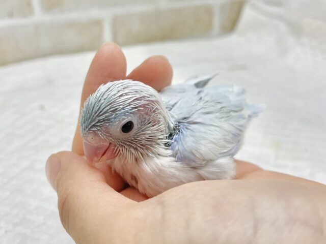 マメルリハ