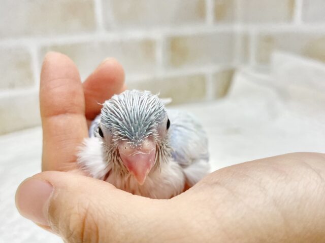 マメルリハ