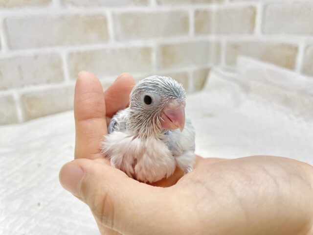マメルリハ