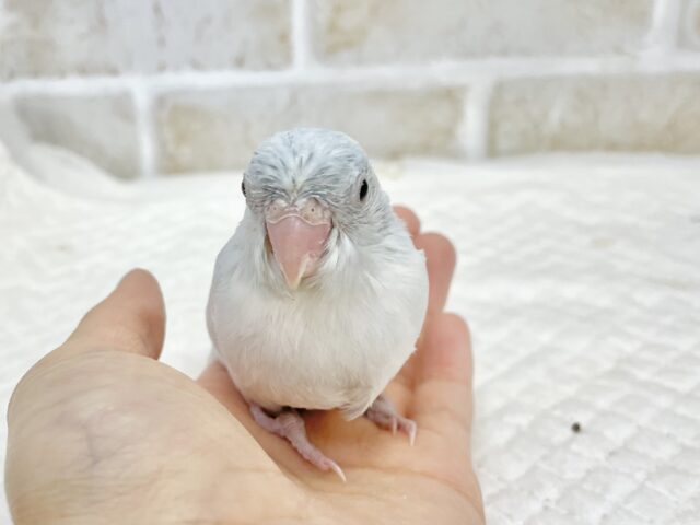 マメルリハ