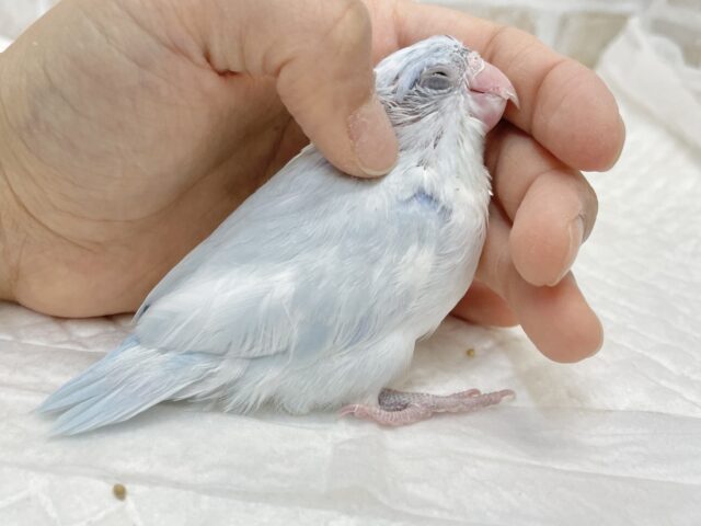 最新画像あり⭐️動画あり⭐︎人気カラー🩵マメルリハインコ(アメリカンホワイト) マメルリハ