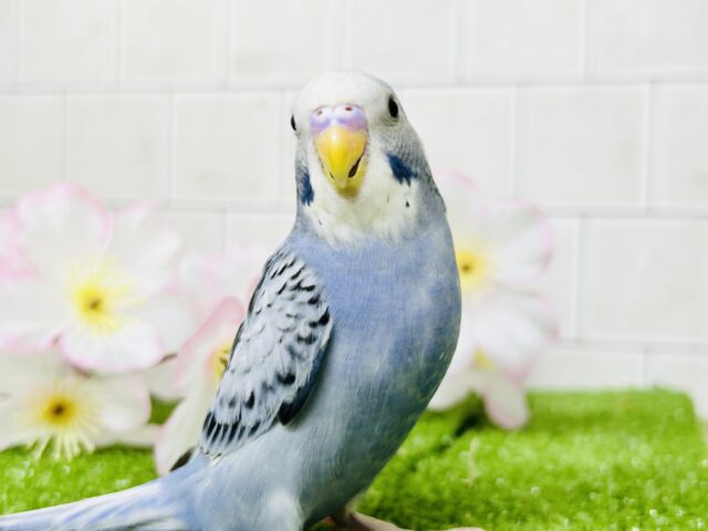 【最新画像更新☆☆】シックな大人カラーにメロメロ?? セキセイインコ セキセイインコ