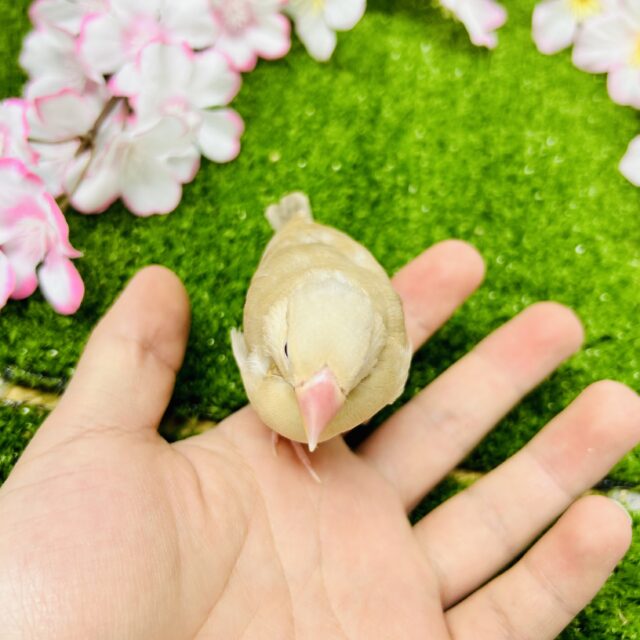 ✨最新画像✨やさしさに包まれちゃう~(*´ω`) シナモン文鳥 シナモン文鳥