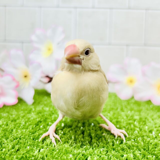 シナモン文鳥