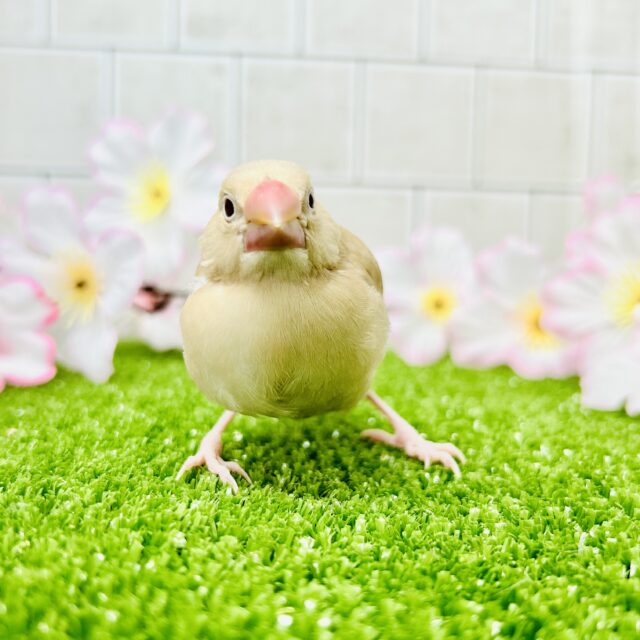 シナモン文鳥