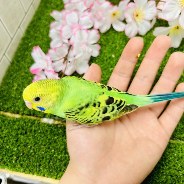 シュババっと参上ゥ❕森で修行チュウ🥷🌳⋆꙳ セキセイインコ(グリーンオパーリン/2025年3がつ生まれ) セキセイインコ