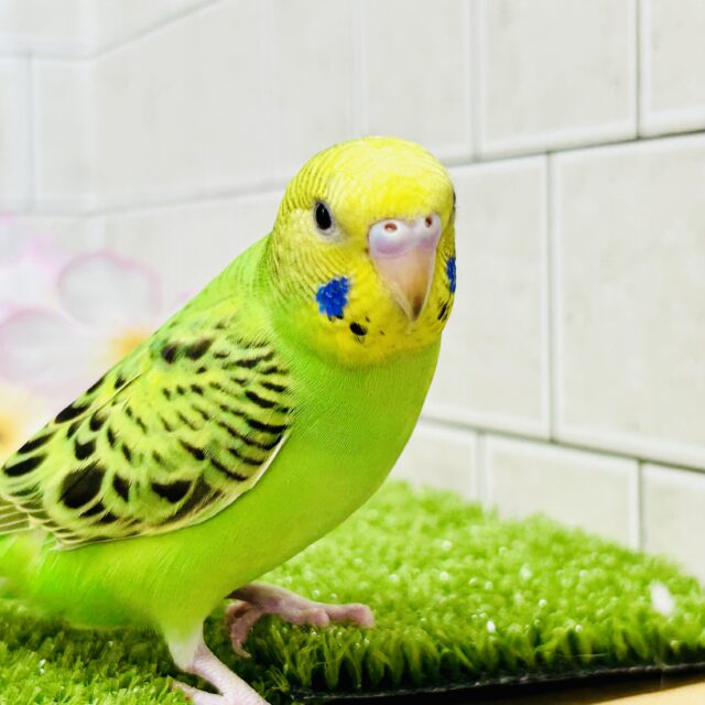 セキセイインコ
