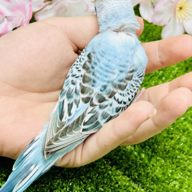 ハレバレスカイックカラー♬ セキセイインコ セキセイインコ