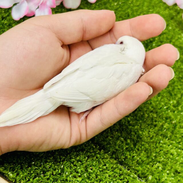 純白ベールに包まれた隠された性格?? セキセイインコ セキセイインコ
