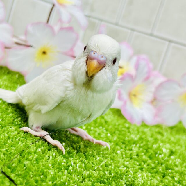 セキセイインコ