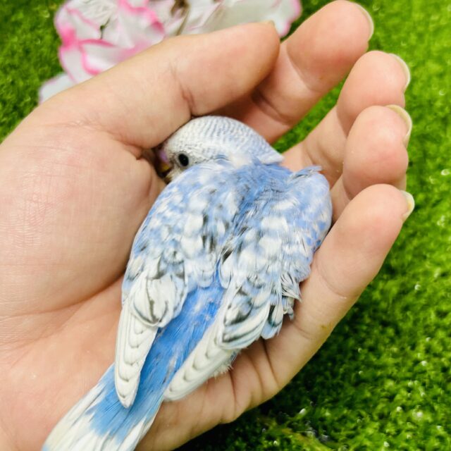 かくれんぼが好きな甘えん坊候補?? セキセイインコ セキセイインコ