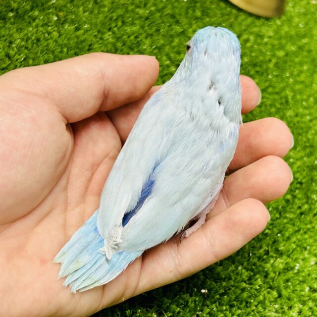 マメルリハ