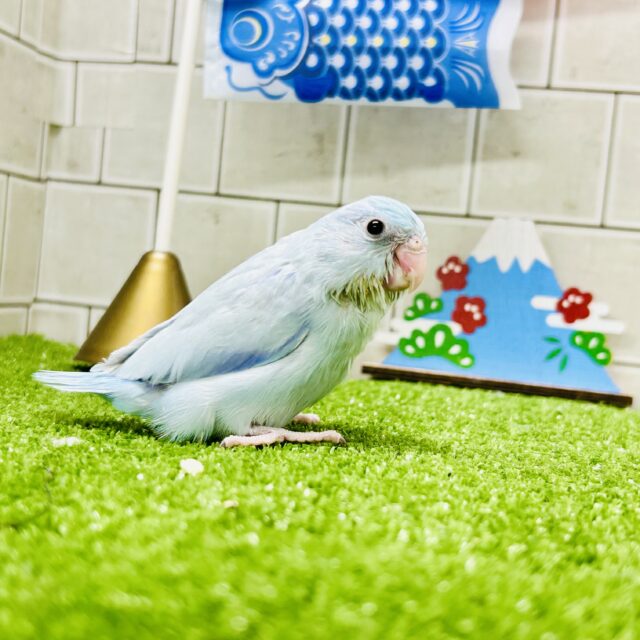 マメルリハ