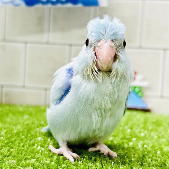 マメルリハ