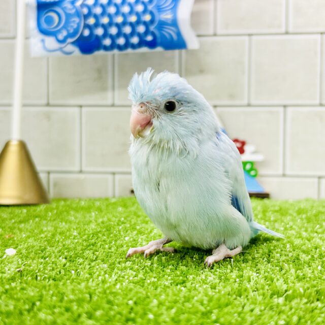 マメルリハ