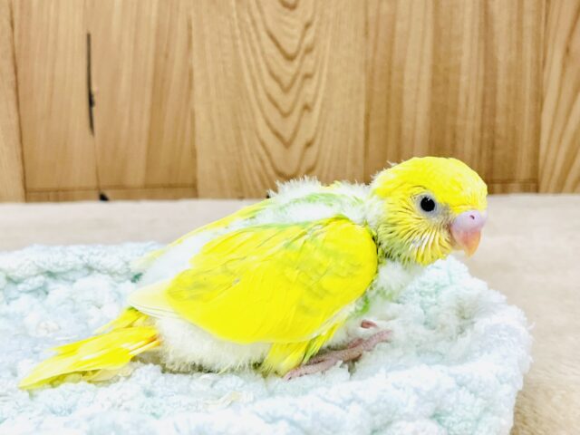 💚💛菜の花咲いたよ!セキセイインコ(スパングルパイド) セキセイインコ
