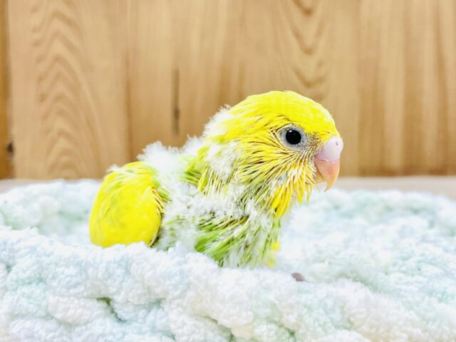 💚💛菜の花咲いたよ!セキセイインコ(スパングルパイド) セキセイインコ