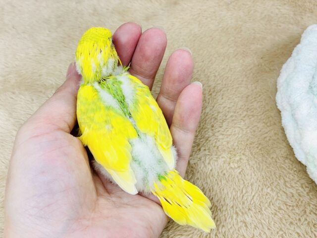 💚💛菜の花咲いたよ!セキセイインコ(スパングルパイド) セキセイインコ