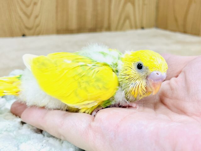 💚💛菜の花咲いたよ!セキセイインコ(スパングルパイド) セキセイインコ