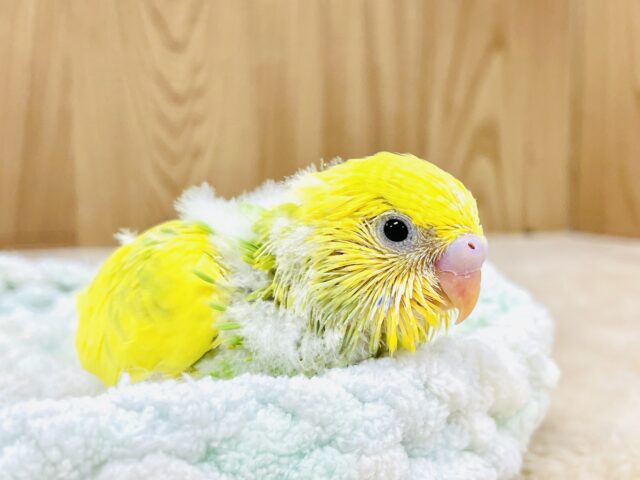 💚💛菜の花咲いたよ!セキセイインコ(スパングルパイド) セキセイインコ