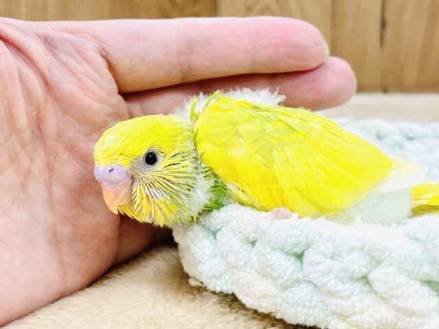 💚💛菜の花咲いたよ!セキセイインコ(スパングルパイド) セキセイインコ
