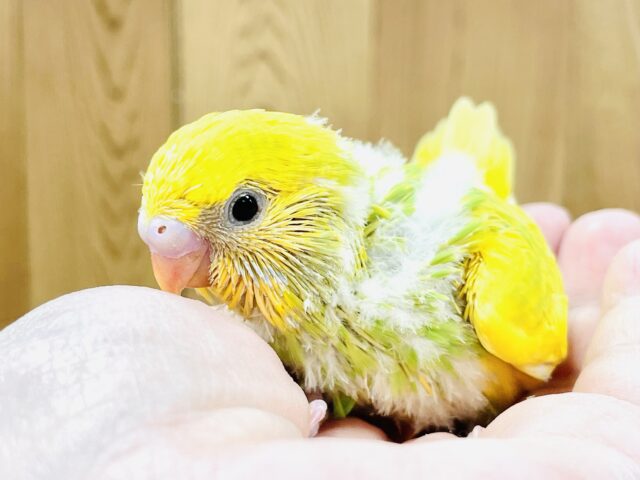 💚💛菜の花咲いたよ!セキセイインコ(スパングルパイド) セキセイインコ