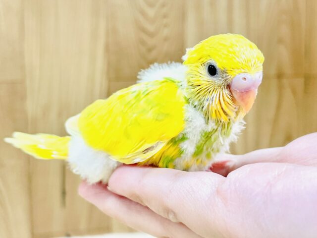 💚💛菜の花咲いたよ!セキセイインコ(スパングルパイド) セキセイインコ