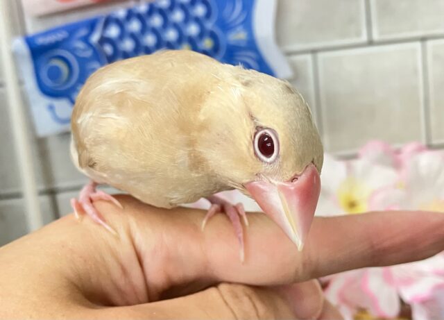 ✨最新画像✨やさしさに包まれちゃう~(*´ω`) シナモン文鳥 シナモン文鳥