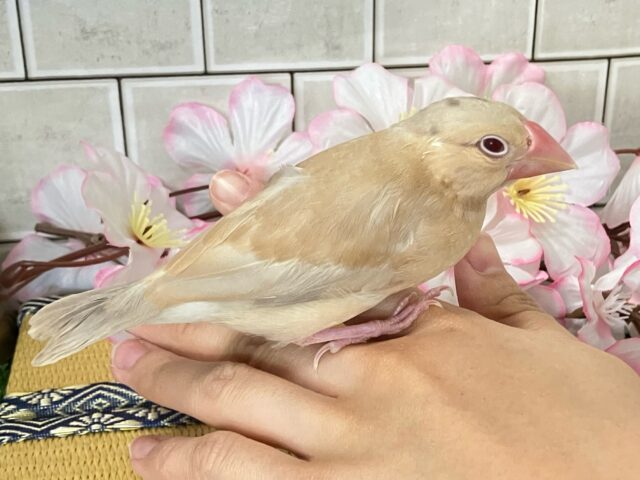 ✨最新画像✨やさしさに包まれちゃう~(*´ω`) シナモン文鳥 シナモン文鳥